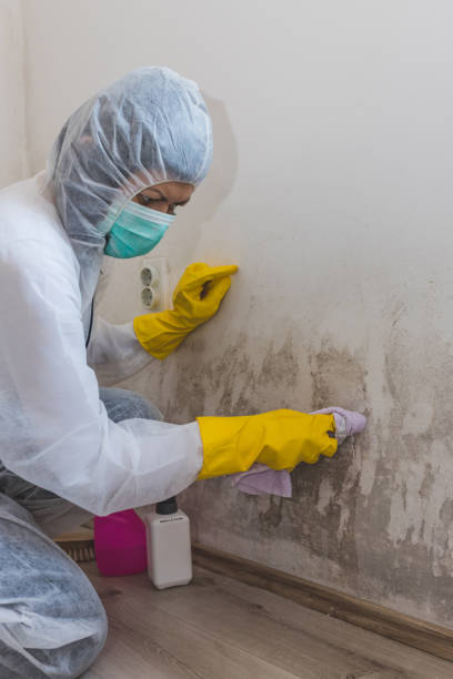 Best Post-Remediation Verification Testing  in Swanton, OH