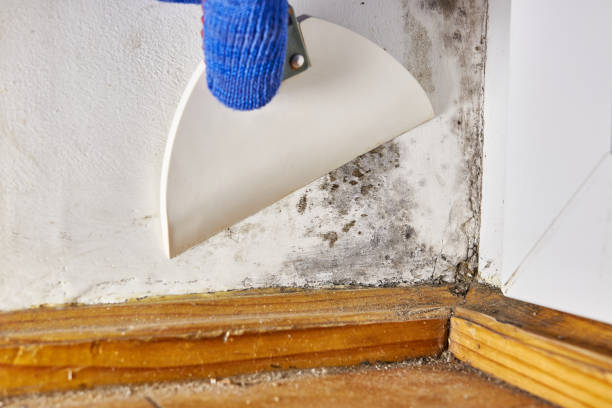 Swanton, OH Mold Removal Company