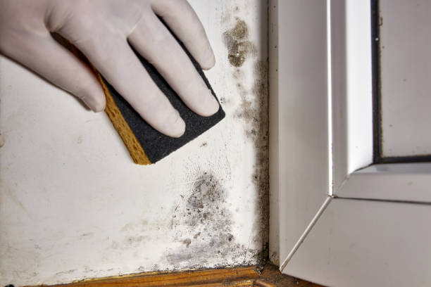 Mold Odor Removal Services in Swanton, OH